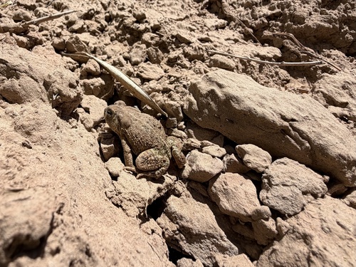 Woodhouse's Toad observed by hutley