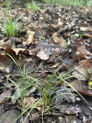 Carex socialis