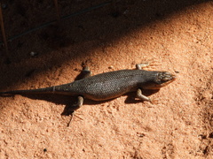 Trachylepis sparsa