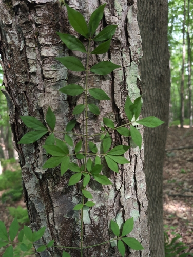 winged euonymus