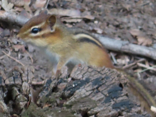 Eastern Chipmunk observed by haayefirefly