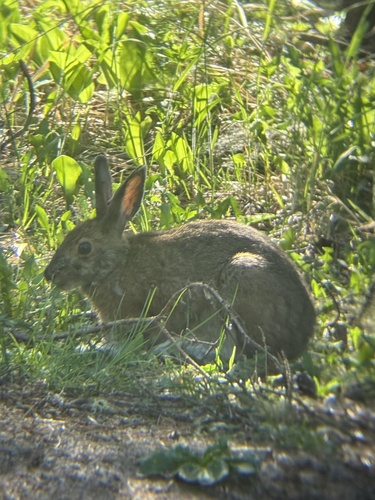 Snowshoe Hare observed by msexplores