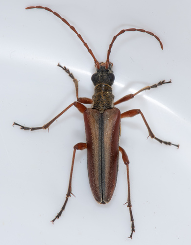 Stenocorus vestitus photo 3