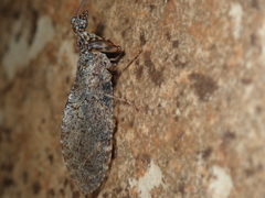 Plega dactylota