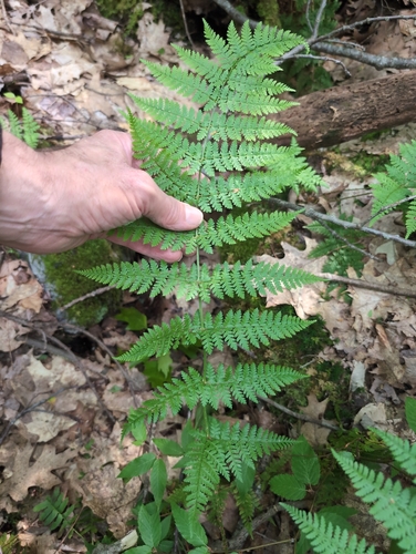 intermediate wood fern
