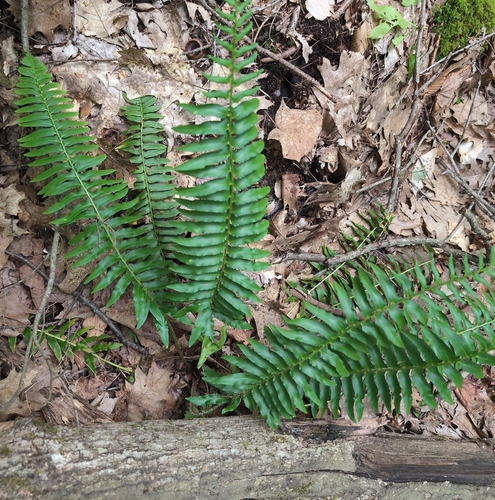 Christmas fern