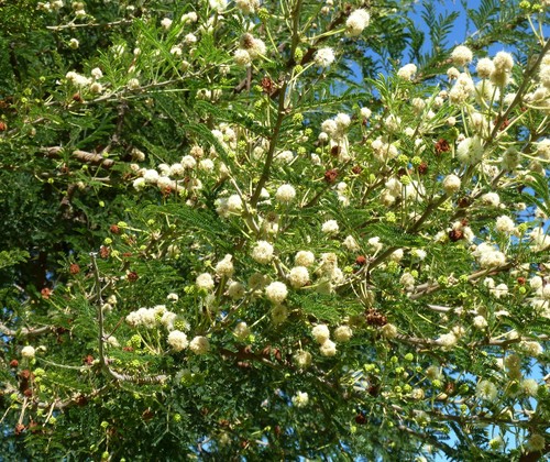 Acacia gerrardii