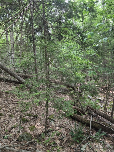 eastern hemlock