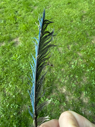 Blue Jay observed by setophagablue