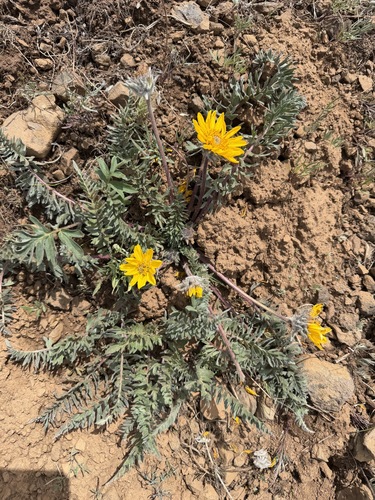 Balsamorhiza hookeri, photograph 6