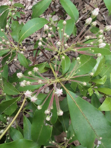 mountain laurel