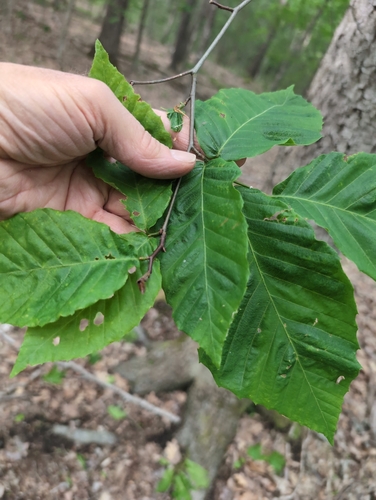 American beech