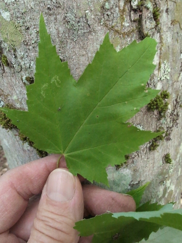 red maple