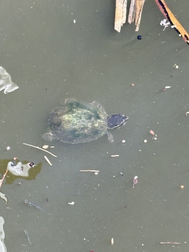 Eastern Musk Turtle observed by jacobplanthonyyy
