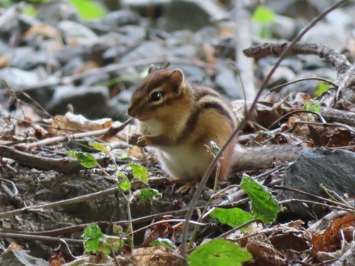 Eastern Chipmunk observed by haayefirefly