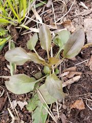 Mertensia virginica