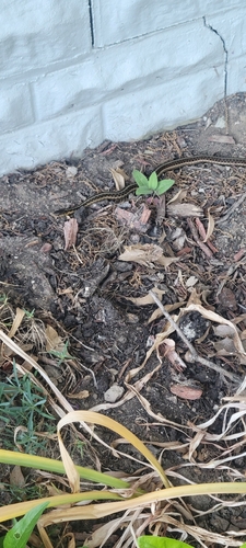 Common Garter Snake observed by greenanimist