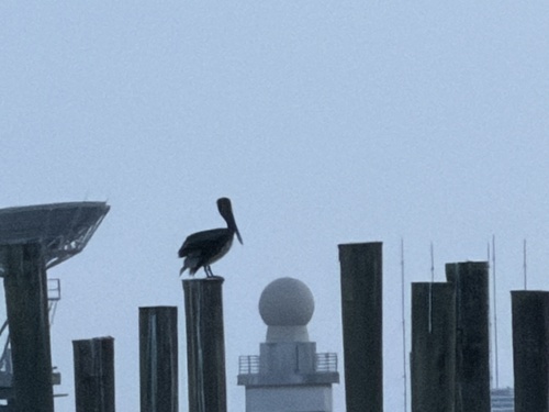 Brown Pelican observed by brandonrhigdon