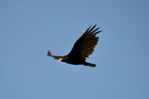 Turkey Vulture observed by nms12