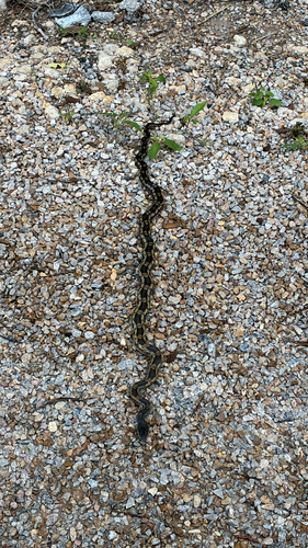 Western Ratsnake observed by ksburt123