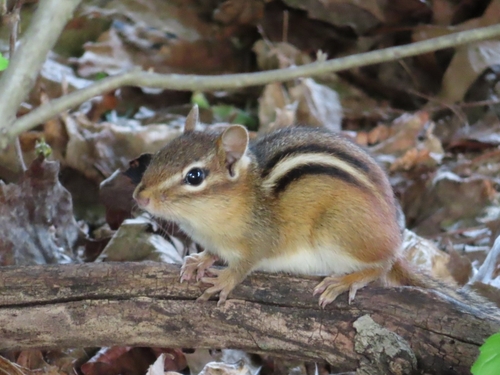 Eastern Chipmunk observed by haayefirefly