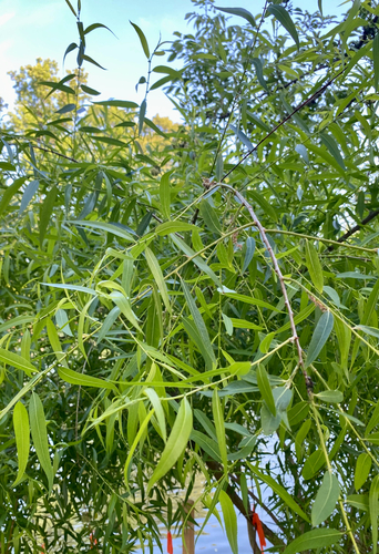 black willow