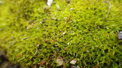 Tortella humilis