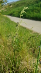 Poa pratensis pratensis