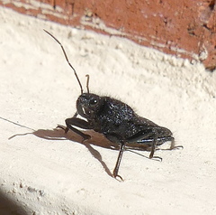 Coranus carbonarius