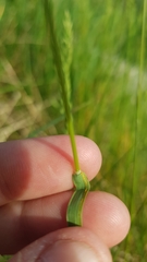 Poa pratensis pratensis