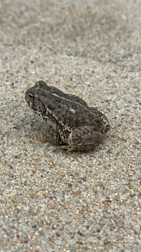 Woodhouse's Toad observed by joyia_hedges