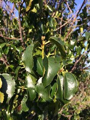 Prunus ilicifolia ilicifolia