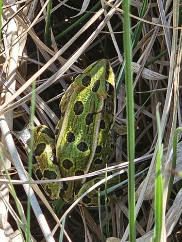 Northern Leopard Frog observed by bogwalker