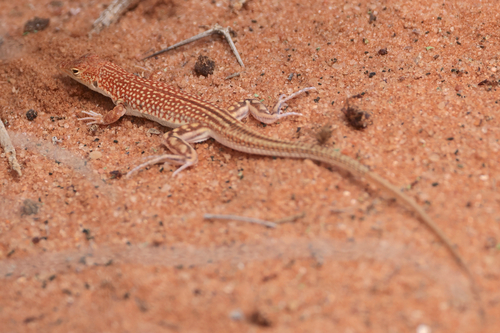 Brenner’s Sand Racer