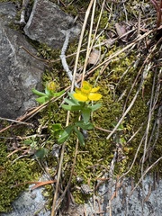 Ranunculus eschscholtzii, photograph (c) Brynn Fricke, some rights reserved (CC BY)