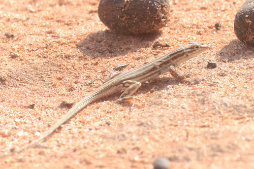 Pseuderemias striatus gardoensis