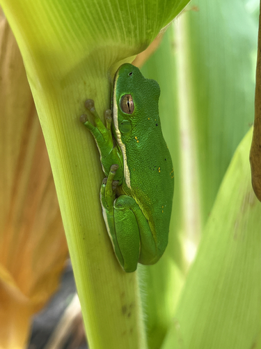 Green Treefrog observed by lauralovescritters