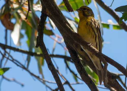 European Serin