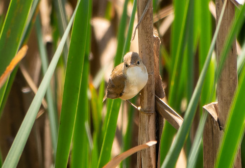 Common Reed Warbler