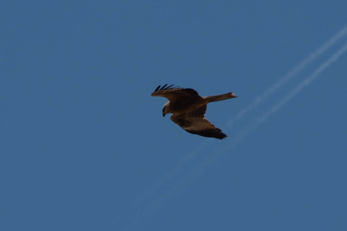 Black Kite