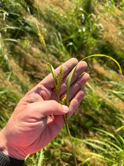 (c) evangrimes, some rights reserved (CC BY) Carex trichocarpa, photograph (c) evangrimes, some rights reserved (CC BY)
