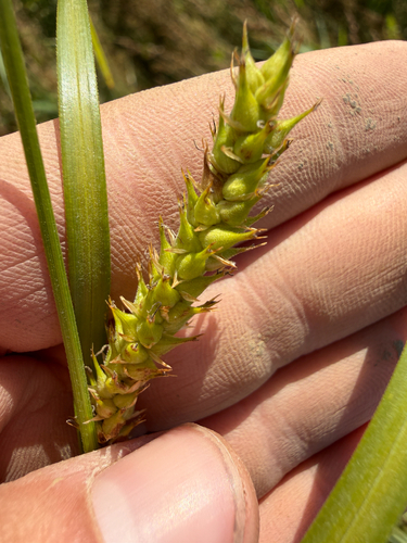 Carex trichocarpa, photograph 5