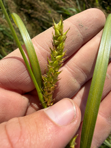 Carex trichocarpa, photograph 4