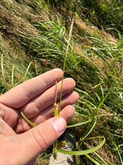 Carex trichocarpa, photograph (c) evangrimes, some rights reserved (CC BY)