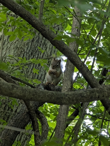 American Red Squirrel observed by hrachski