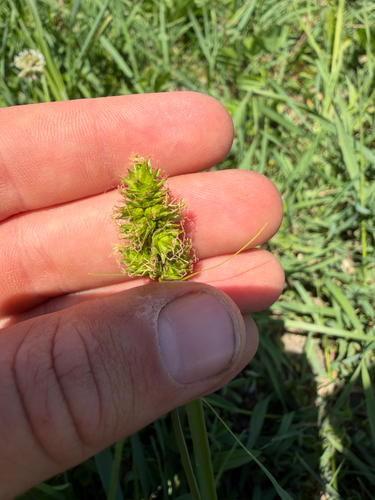 Carex gravida, photograph 4