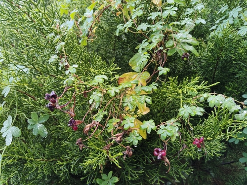 Tropaeolum speciosum, photograph 2