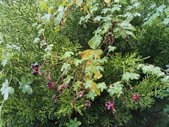 Tropaeolum speciosum, photograph (c) John Barkla, some rights reserved (CC BY)