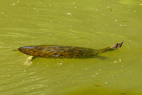 Spiny Softshell observed by kerakis