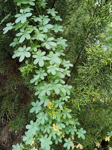 Tropaeolum speciosum, photograph 3